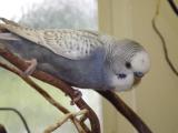 Hobby-Wellensittichzucht Odenwellis
